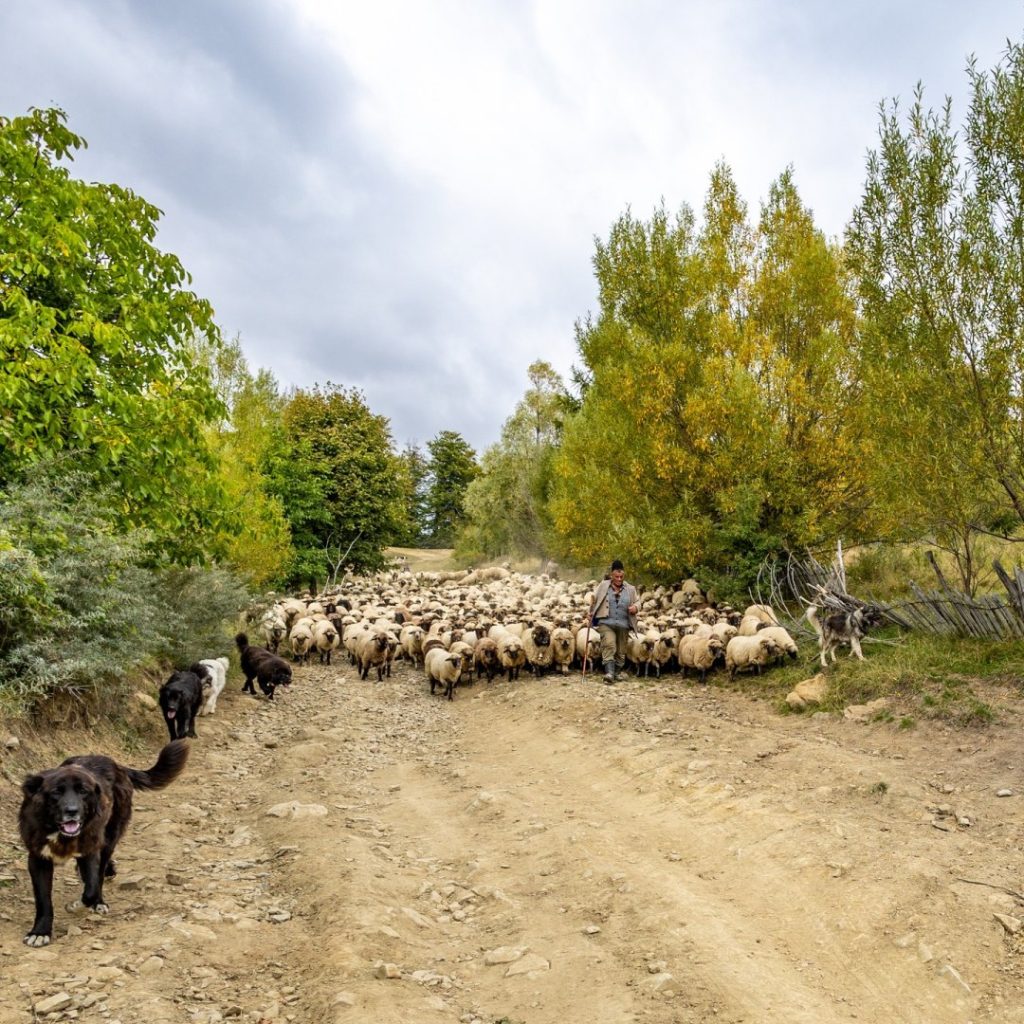 Transhumanță